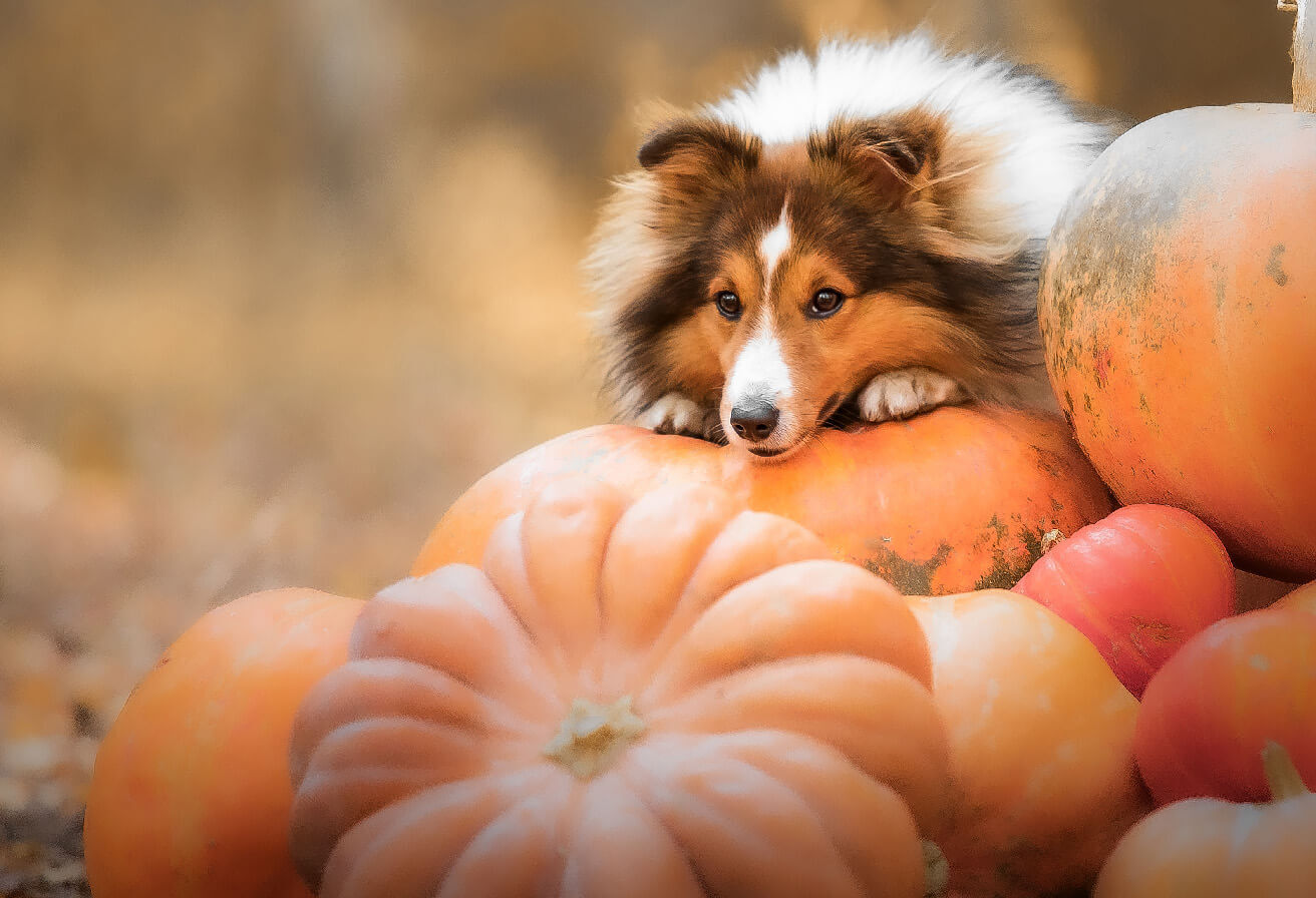 dog laying on pile of pumpkins